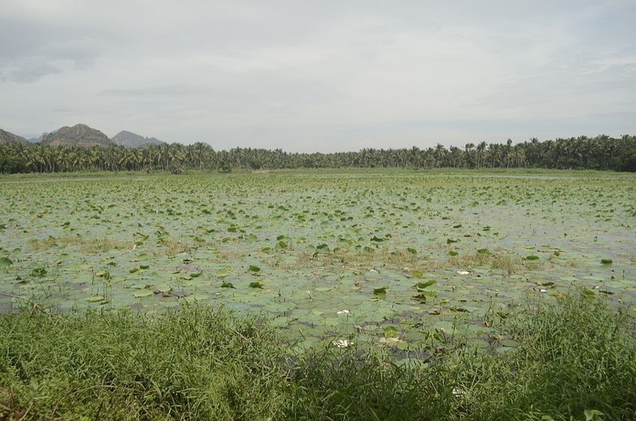 Ảnh minh hoạ Sen (Nelumbo nucifera) 3