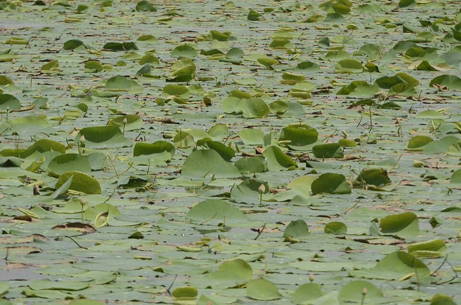 Ảnh minh hoạ Sen (Nelumbo nucifera) 4