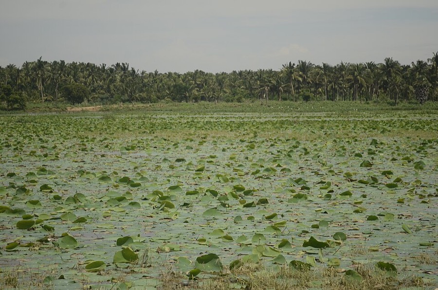Ảnh minh hoạ Sen (Nelumbo nucifera) 5