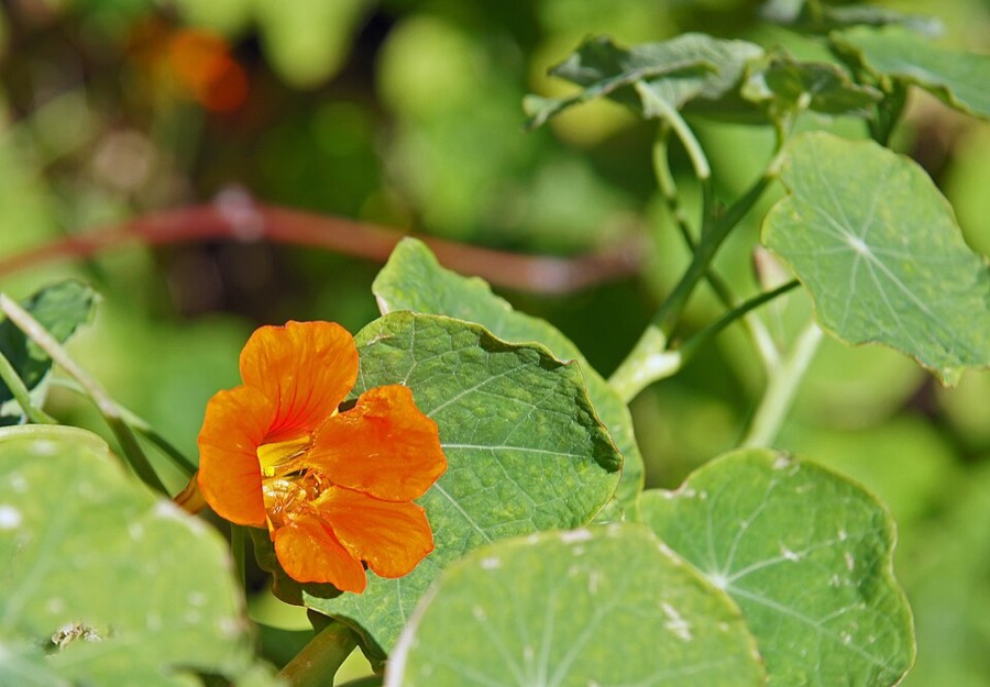 Ảnh minh hoạ Sen Cạn (Tropaeolum majus) 4