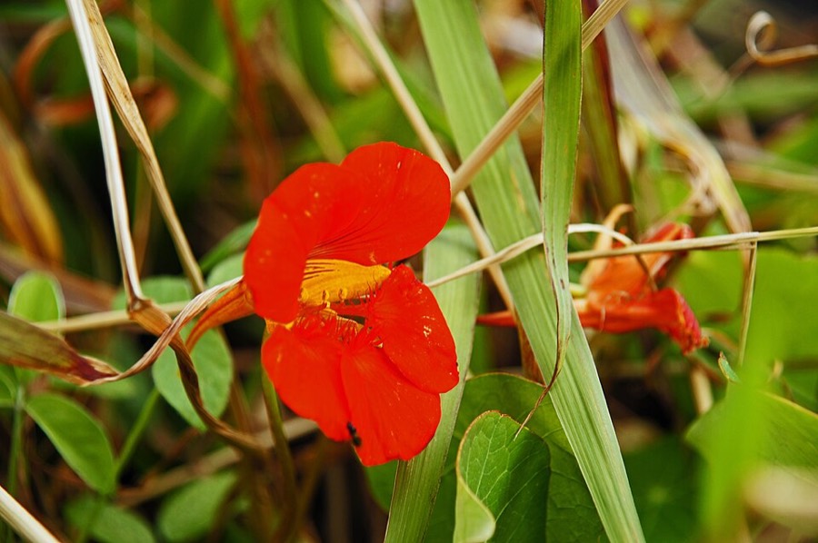 Ảnh minh hoạ Sen Cạn (Tropaeolum majus) 5