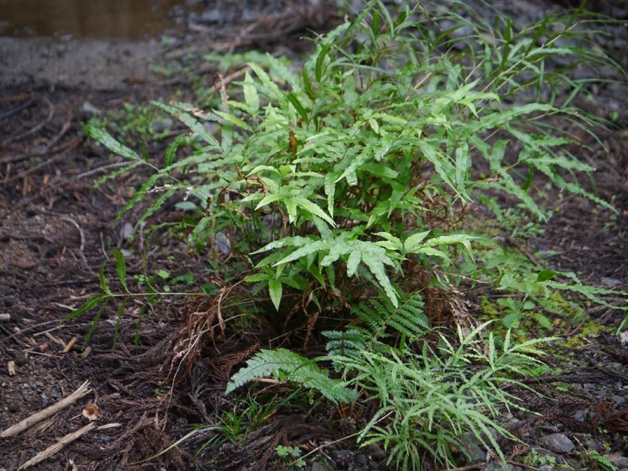 Ảnh minh hoạ Seo Gà (Pteris multifida) 5