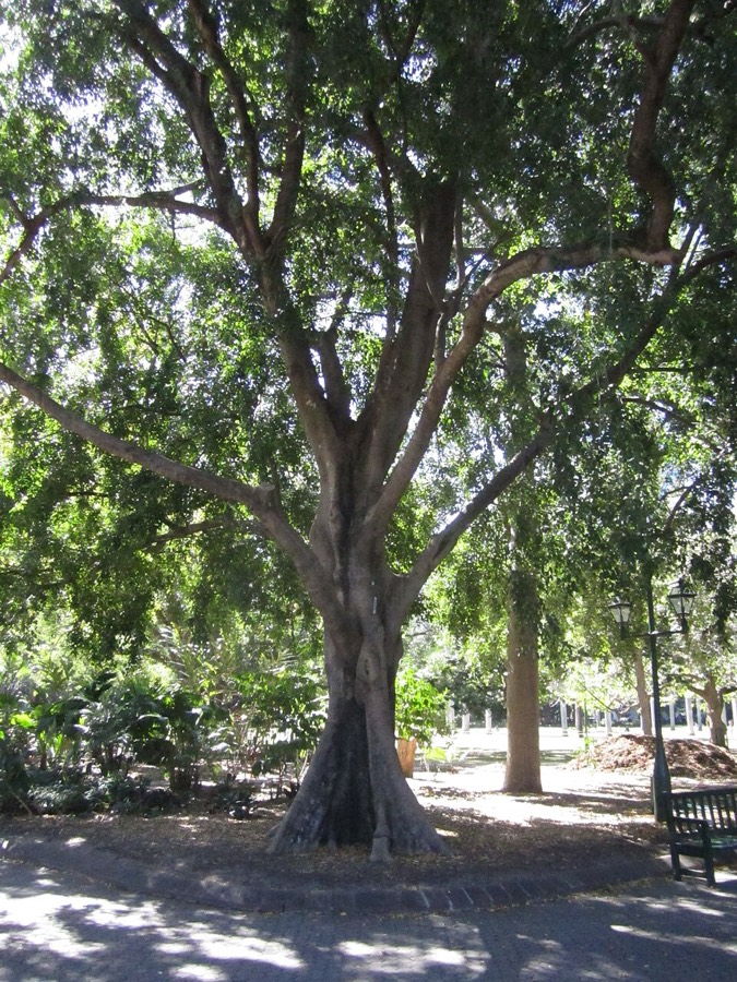 Ảnh minh hoạ Si (Ficus benjamina) 1