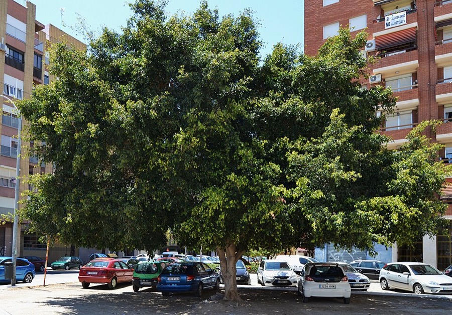 Ảnh minh hoạ Si (Ficus benjamina) 3
