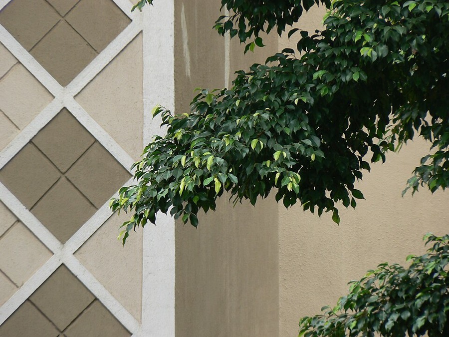 Ảnh minh hoạ Si (Ficus benjamina) 4