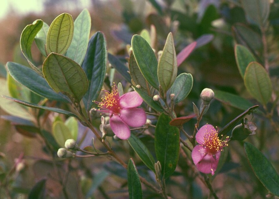 Ảnh minh hoạ Sim (Rhodomyrtus tomentosa) 1