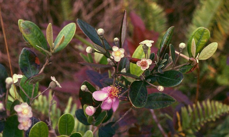 Ảnh minh hoạ Sim (Rhodomyrtus tomentosa) 2