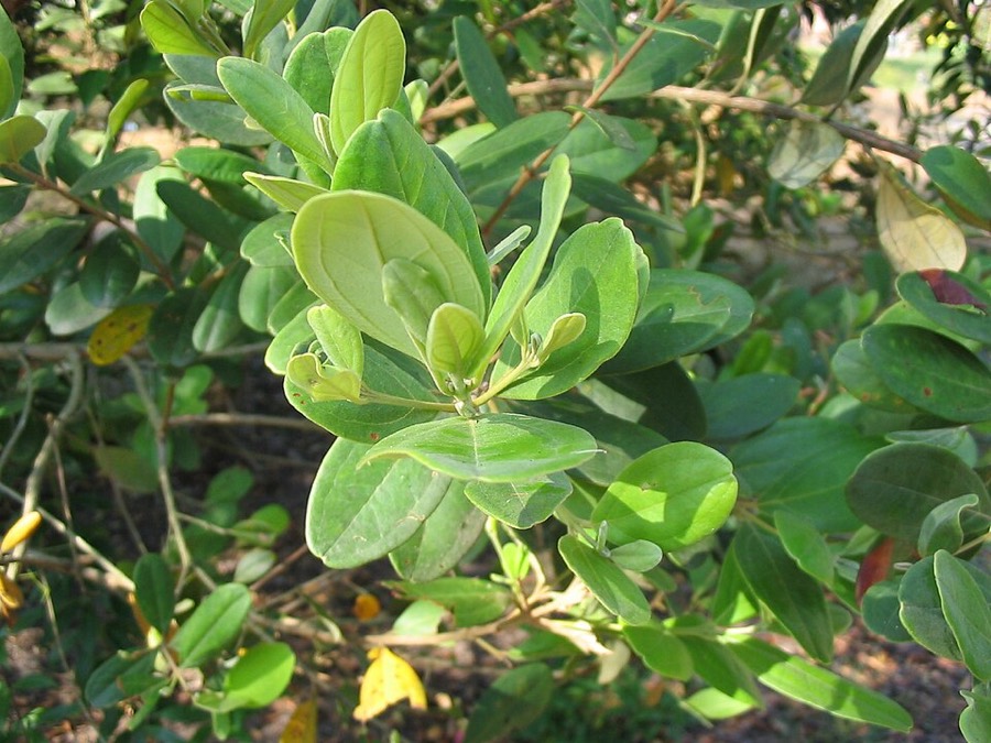 Ảnh minh hoạ Sim (Rhodomyrtus tomentosa) 3