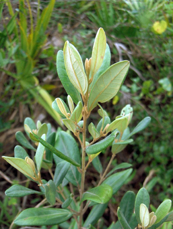 Ảnh minh hoạ Sim (Rhodomyrtus tomentosa) 4