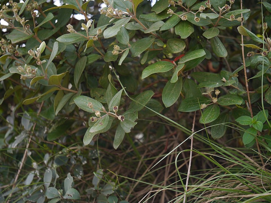 Ảnh minh hoạ Sim (Rhodomyrtus tomentosa) 5