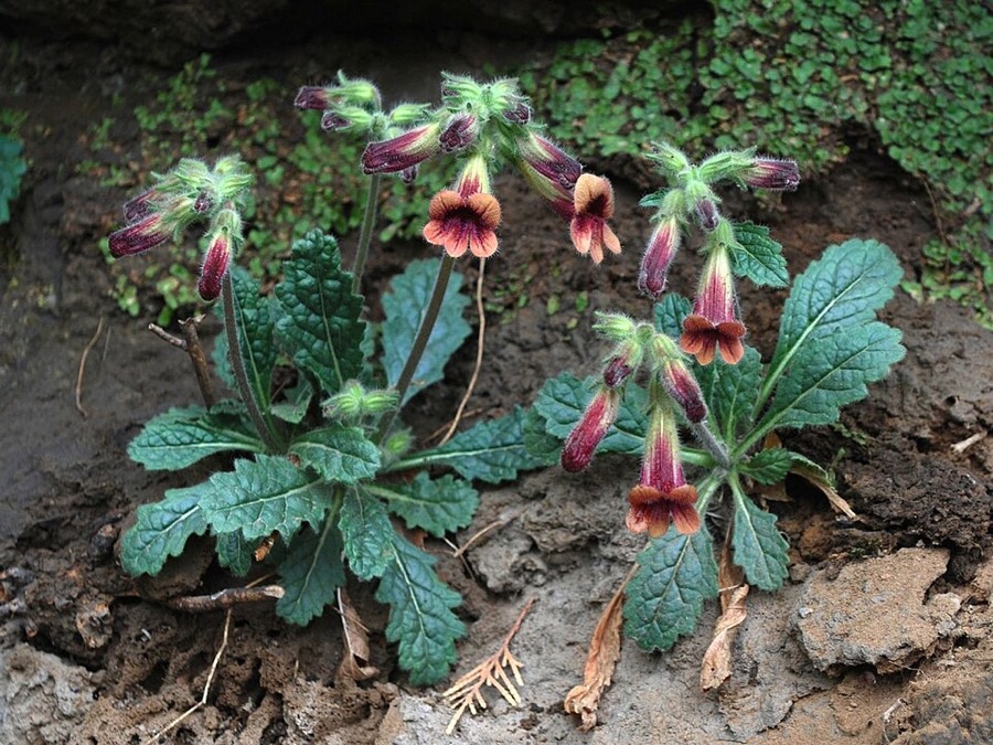 Ảnh minh hoạ Sinh Địa (Rehmannia glutinosa) 4