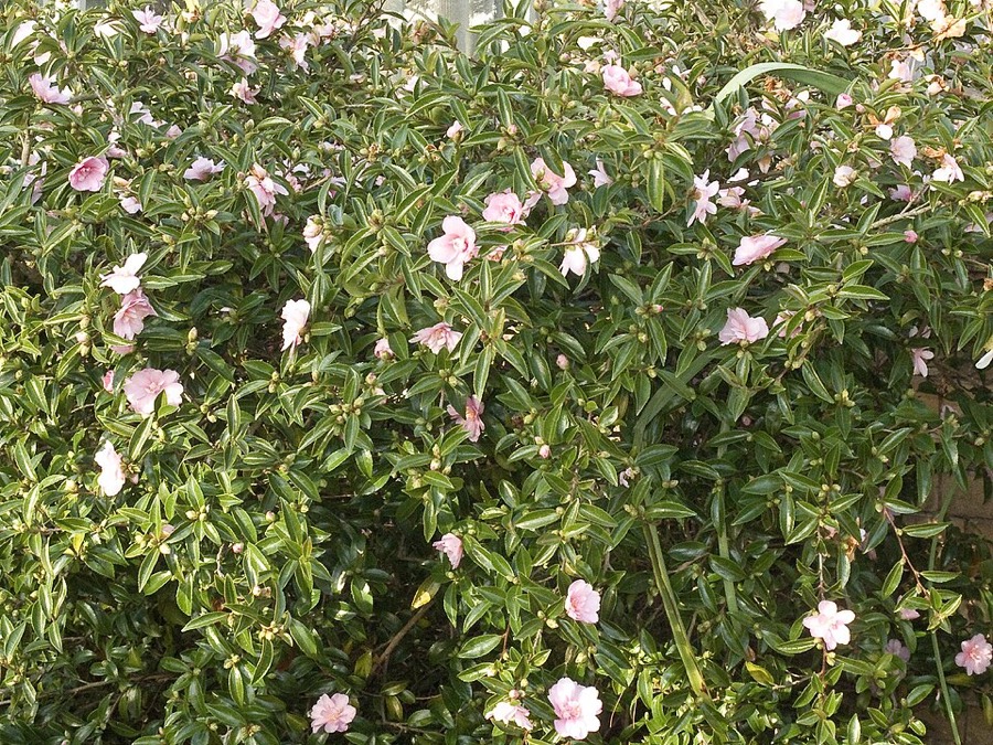 Ảnh minh hoạ Sở (Camellia sasanqua) 1