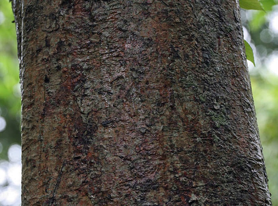Ảnh minh hoạ Sổ (Dillenia indica) 1