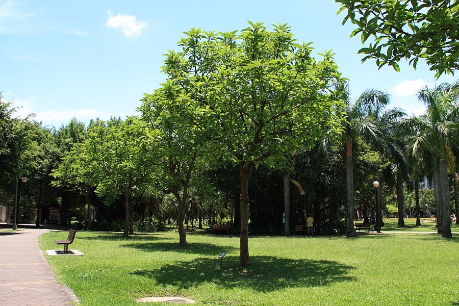 Ảnh minh hoạ Sổ (Dillenia indica) 2