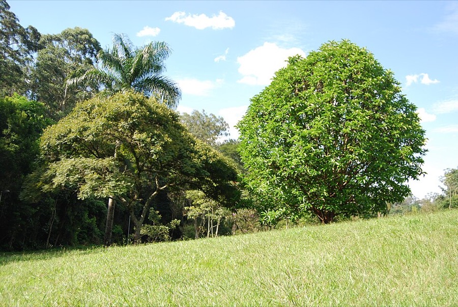 Ảnh minh hoạ Sổ (Dillenia indica) 3