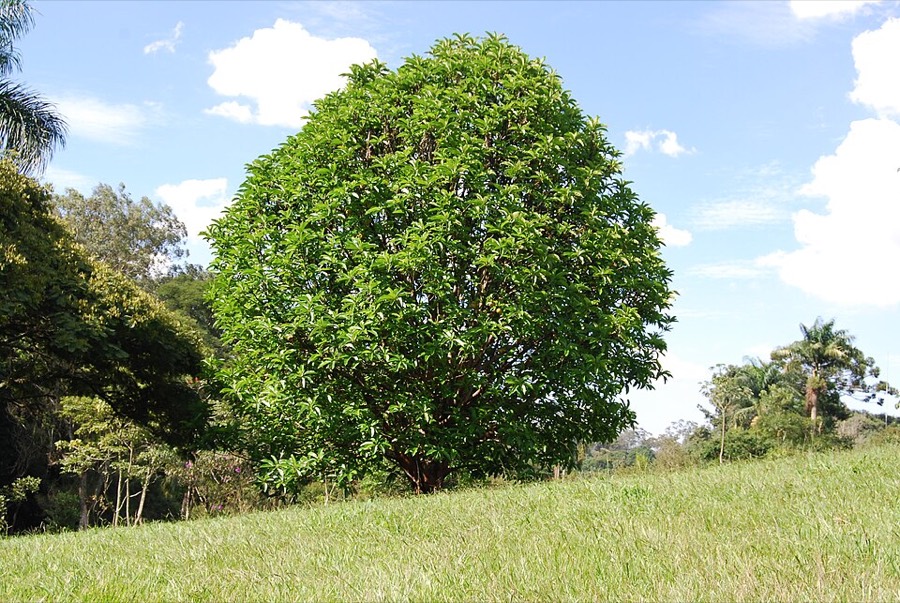 Ảnh minh hoạ Sổ (Dillenia indica) 4