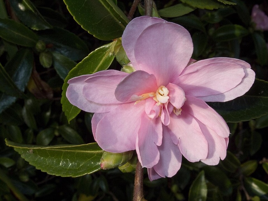 Ảnh minh hoạ Sở (Camellia sasanqua) 2