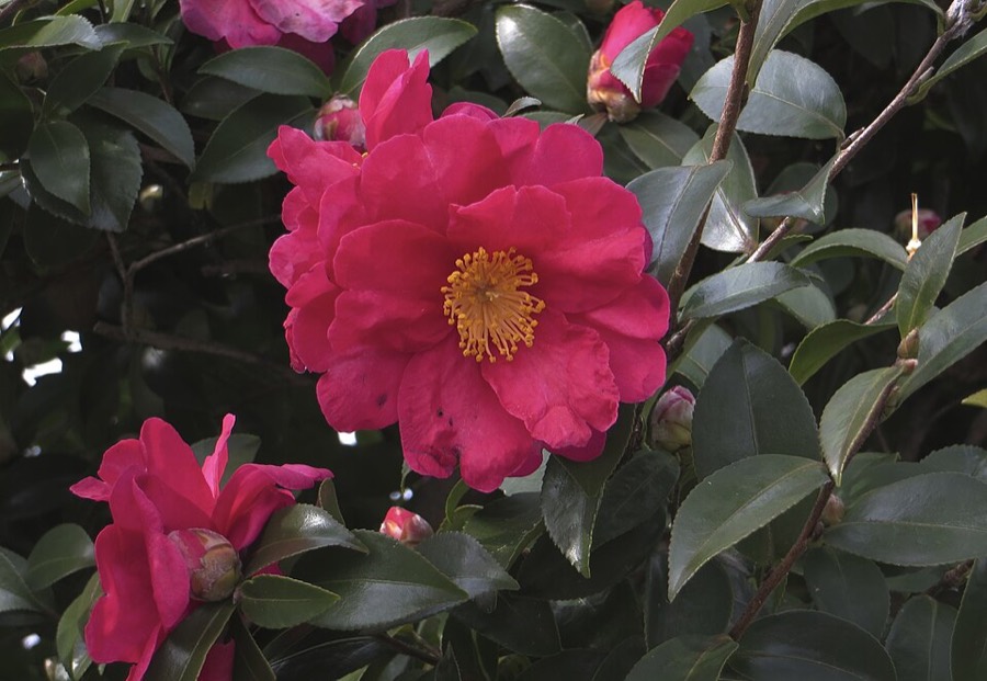 Ảnh minh hoạ Sở (Camellia sasanqua) 4