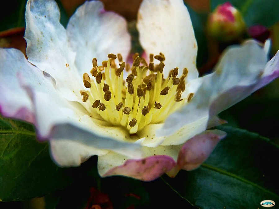Ảnh minh hoạ Sở (Camellia sasanqua) 5