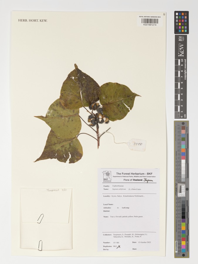 Ảnh minh hoạ Sòi (Sapium sebiferum) 1