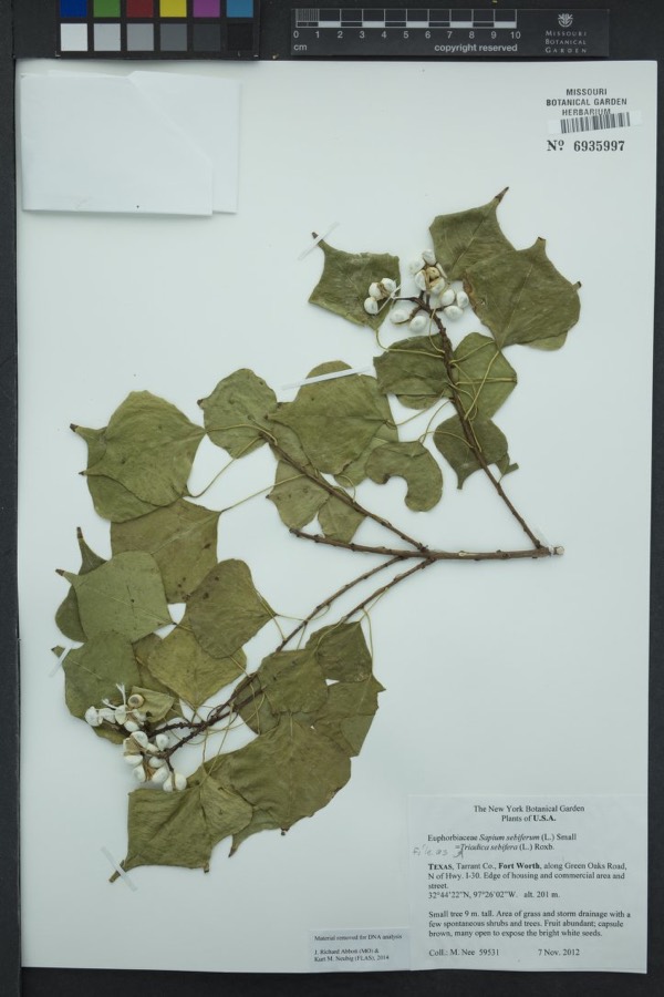 Ảnh minh hoạ Sòi (Sapium sebiferum) 2