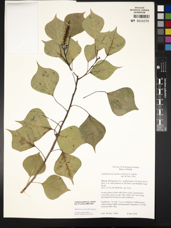 Ảnh minh hoạ Sòi (Sapium sebiferum) 3