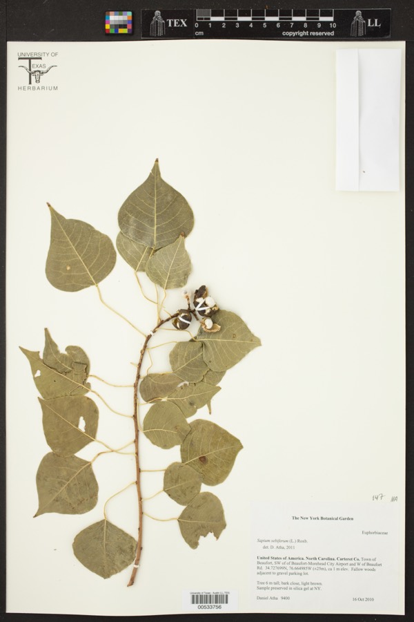 Ảnh minh hoạ Sòi (Sapium sebiferum) 4