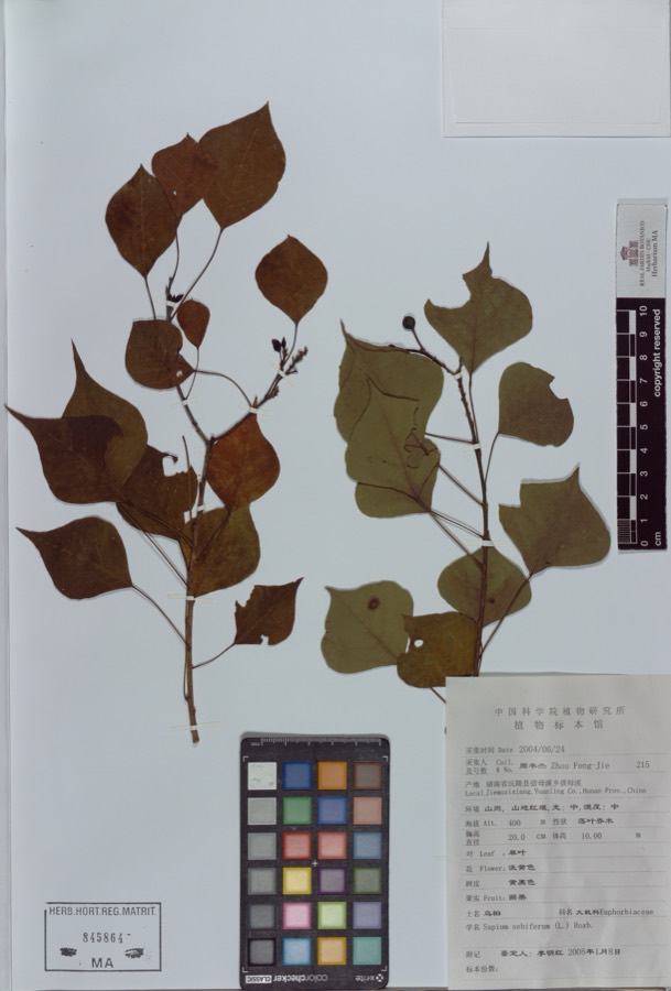 Ảnh minh hoạ Sòi (Sapium sebiferum) 5