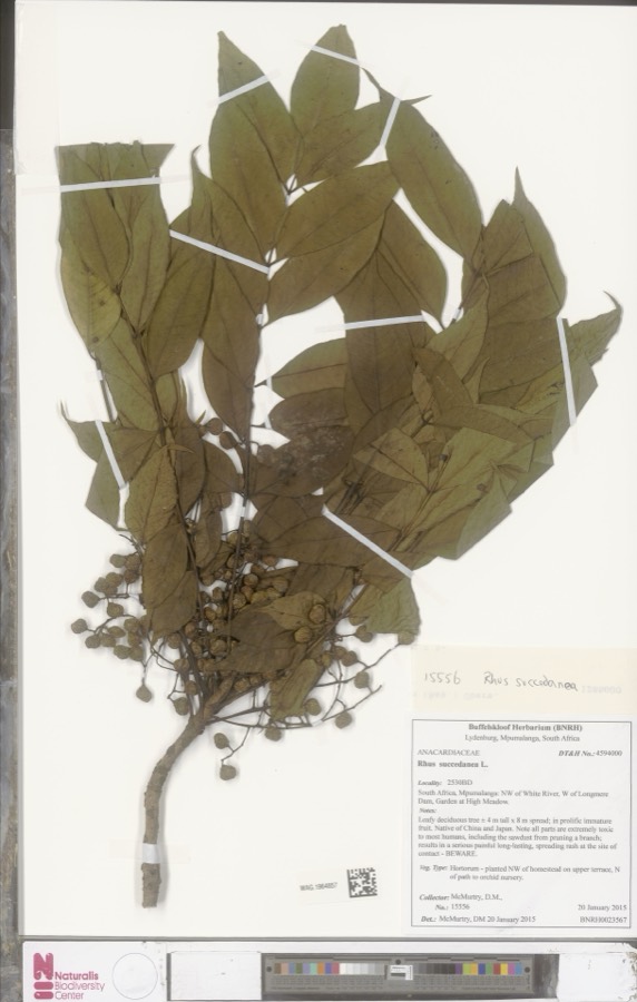 Ảnh minh hoạ Sơn (Rhus succedanea) 2