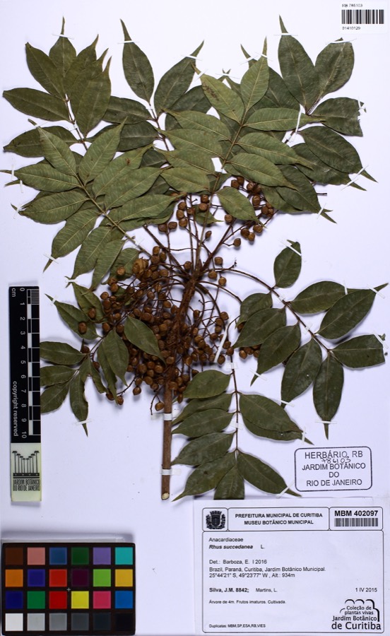 Ảnh minh hoạ Sơn (Rhus succedanea) 3