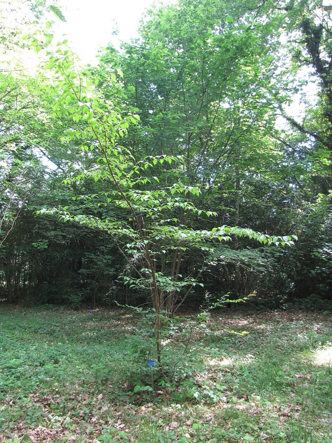 Ảnh minh hoạ Sơn Thù Du (Cornus officinalis) 4