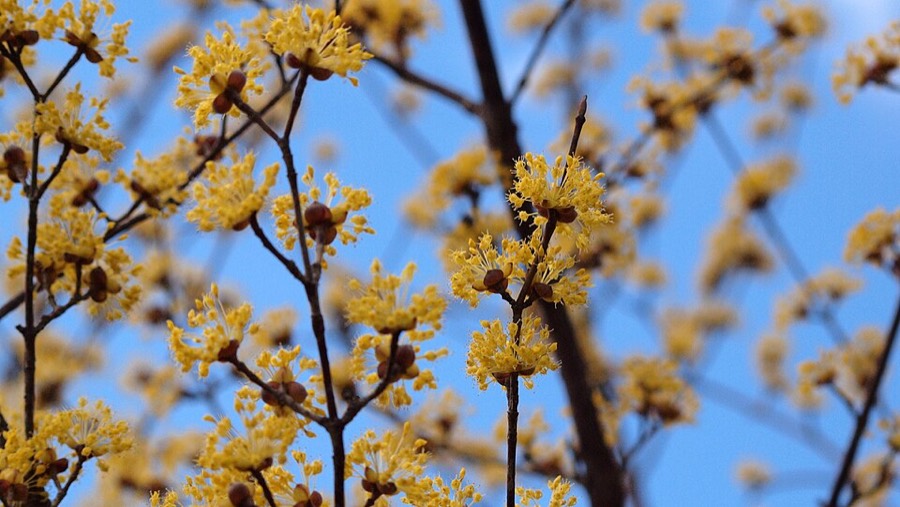 Ảnh minh hoạ Sơn Thù Du (Cornus officinalis) 5