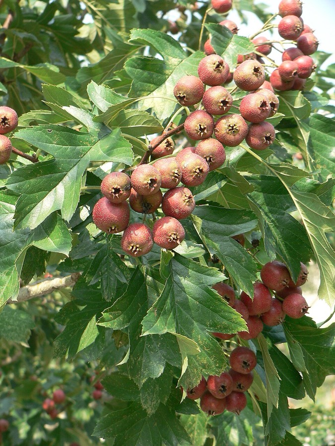 Ảnh minh hoạ Sơn Tra (Crataegus pinnatifida) 4