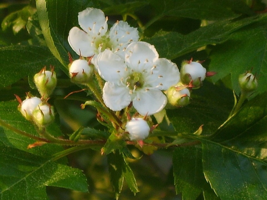 Ảnh minh hoạ Sơn Tra (Crataegus pinnatifida) 5