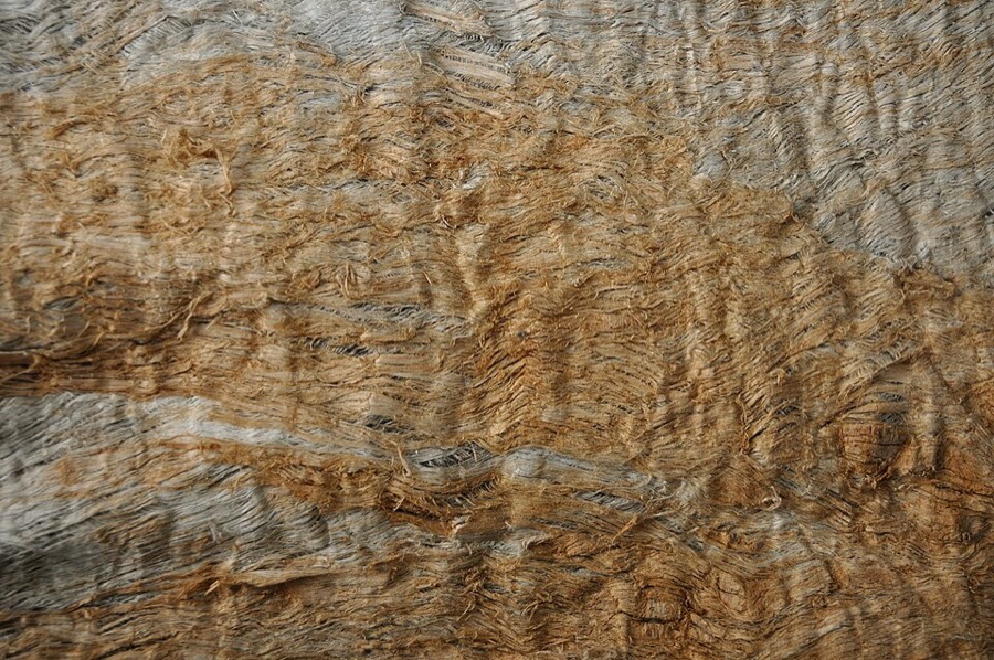 Ảnh minh hoạ Sui (Antiaris toxicaria) 4