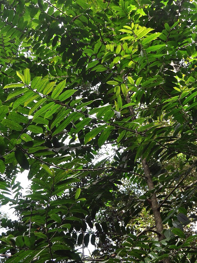 Ảnh minh hoạ Sui (Antiaris toxicaria) 5
