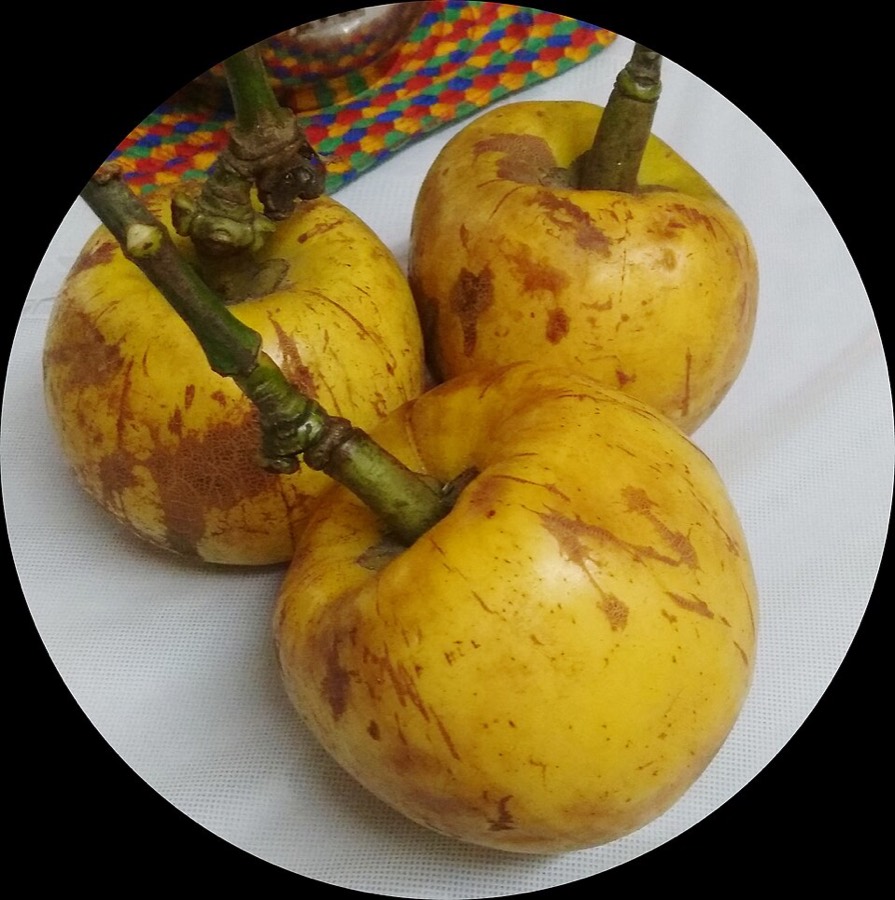 Ảnh minh hoạ Tai Chua (Garcinia pedunculata) 4