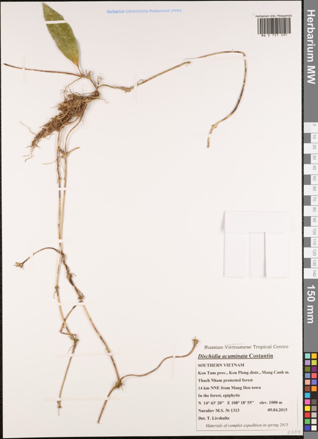 Ảnh minh hoạ Tai Chuột (Dischidia acuminata) 2