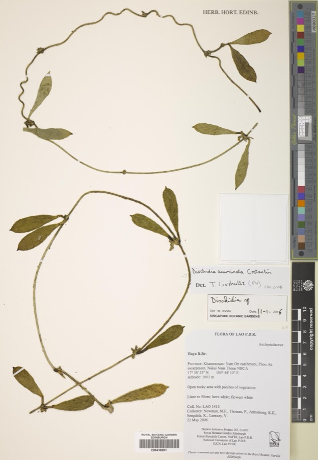 Ảnh minh hoạ Tai Chuột (Dischidia acuminata) 3