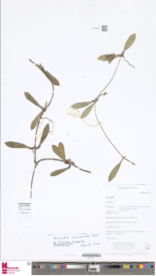 Ảnh minh hoạ Tai Chuột (Dischidia acuminata) 4
