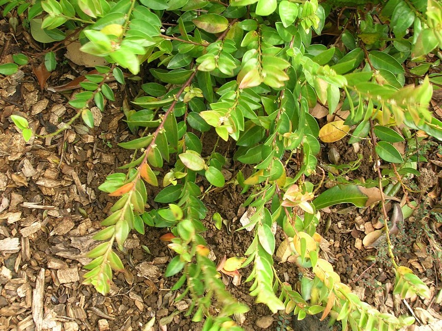 Ảnh minh hoạ Tầm Duột (Phyllanthus distichus) 1