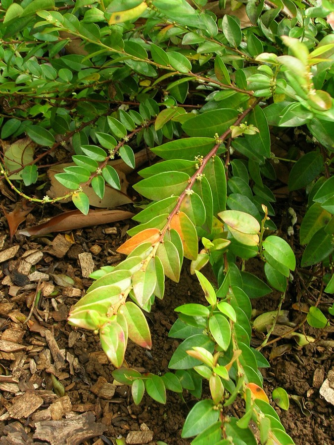 Ảnh minh hoạ Tầm Duột (Phyllanthus distichus) 2