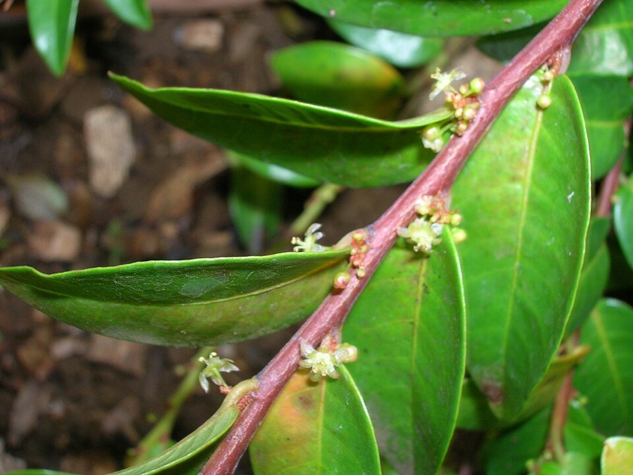 Ảnh minh hoạ Tầm Duột (Phyllanthus distichus) 3