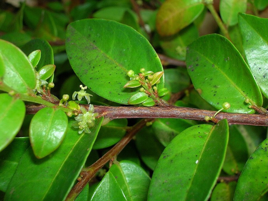 Ảnh minh hoạ Tầm Duột (Phyllanthus distichus) 4