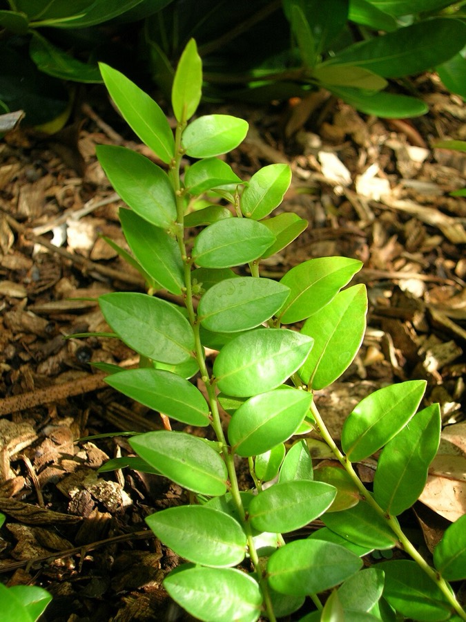 Ảnh minh hoạ Tầm Duột (Phyllanthus distichus) 5