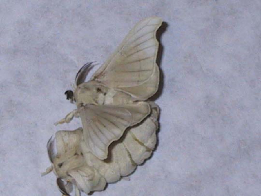 Ảnh minh hoạ Tằm Sa (Bombyx mori) 4