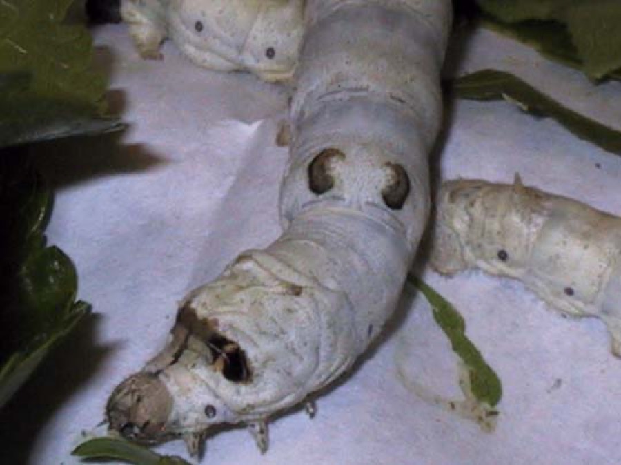 Ảnh minh hoạ Tằm Sa (Bombyx mori) 5