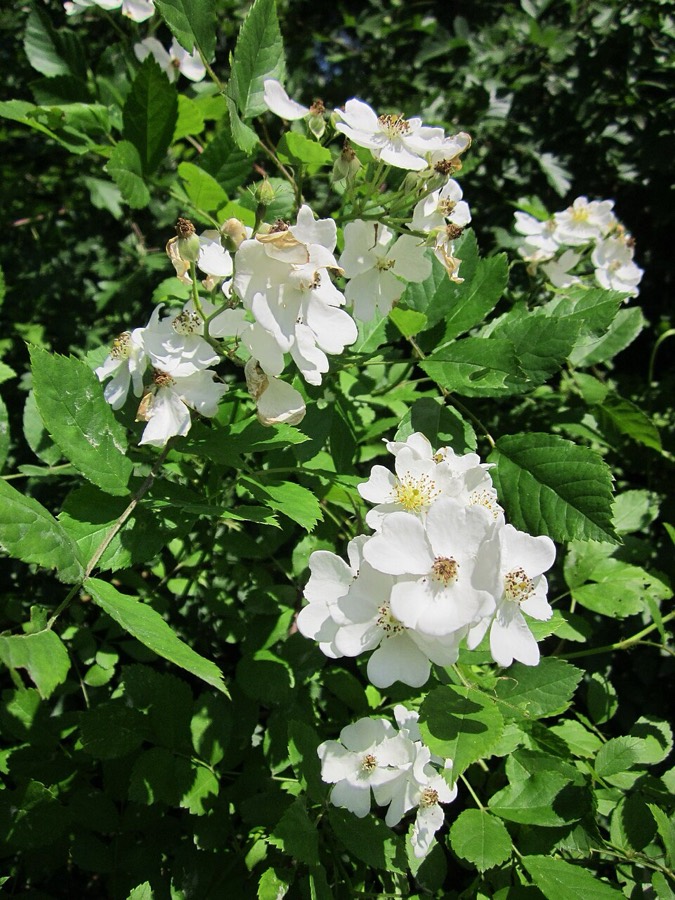 Ảnh minh hoạ Tầm Xuân (Rosa multiflora) 1