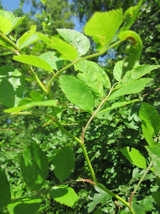 Ảnh minh hoạ Tầm Xuân (Rosa multiflora) 2