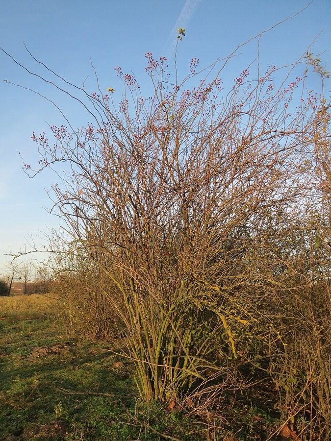 Ảnh minh hoạ Tầm Xuân (Rosa multiflora) 3